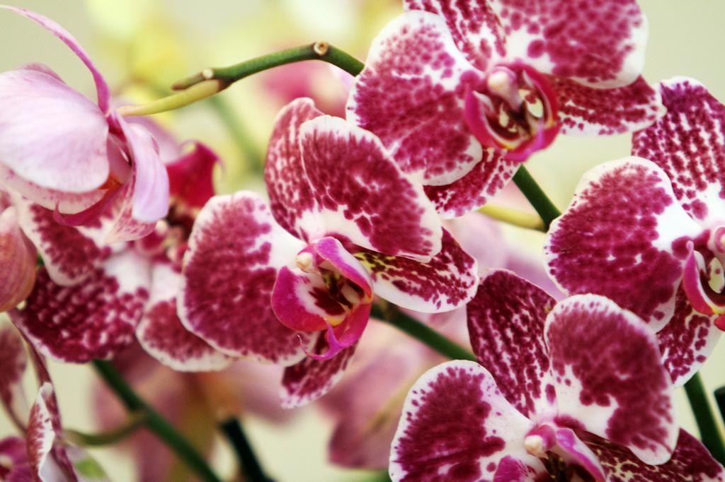 Orchidea אגר